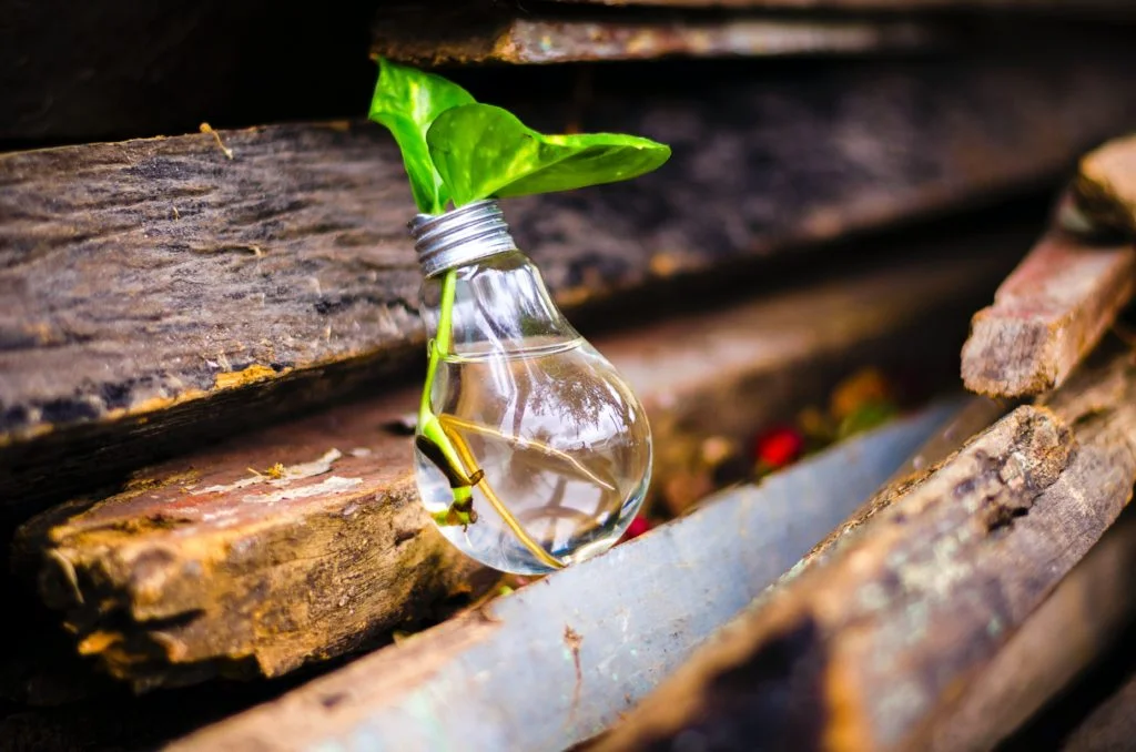 chance idée qui germe